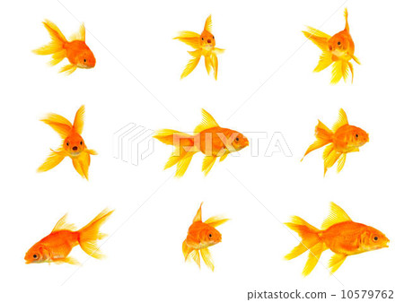 Set of gold fishes 10579762
