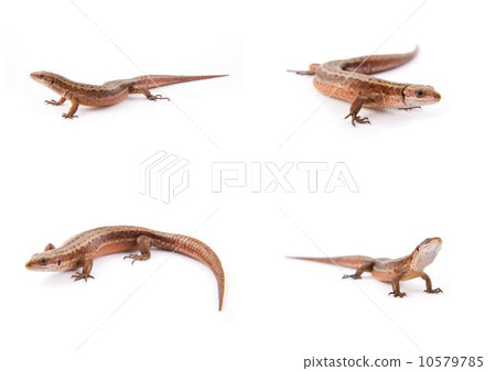 Set of small lizards on white Set of small lizards on white 10579785