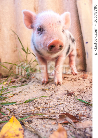 Close-up of a cute muddy piglet running around outdoors on the f 10579790
