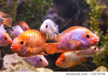 Ttropical freshwater aquarium with fishes 10579798