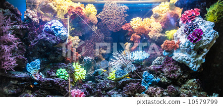Photo of a tropical fish on a coral reef in Dubai aquarium Photo of a tropical fish on a coral reef in Dubai aquarium 10579799