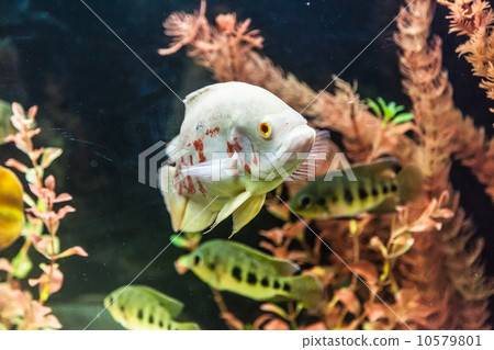 Ttropical freshwater aquarium with fishes 10579801