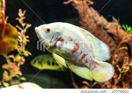Ttropical freshwater aquarium with fishes 10579802