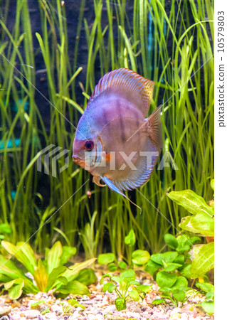 Aquarium with tropical fish of the Symphysodon discus spieces 10579803