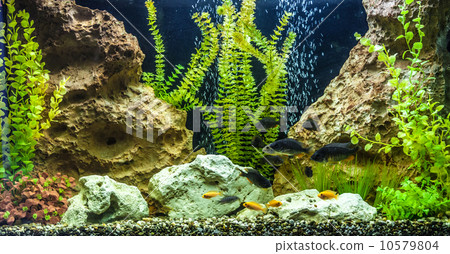 Ttropical freshwater aquarium with fishes 10579804