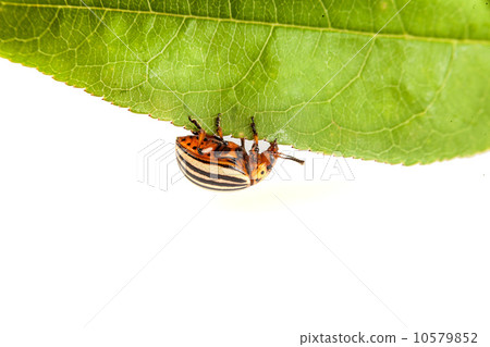 colorado potato beetles 10579852