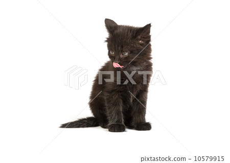 Cute black kitten on  a white background 10579915