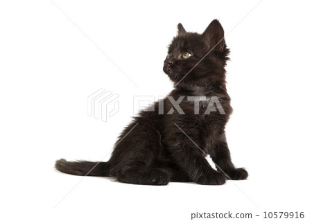 Cute black kitten on a white background Cute black kitten on a white background 10579916