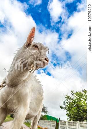 Portrait of a goat eating a grass on a green meadow Portrait of a goat eating a grass on a green meadow 10579920