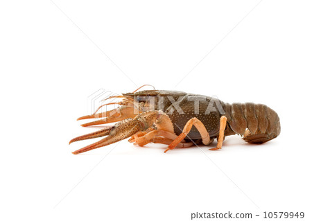 River raw crayfish 10579949