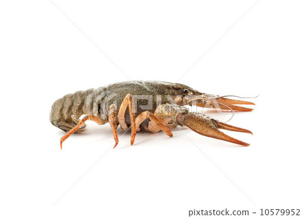 River raw crayfish River raw crayfish 10579952
