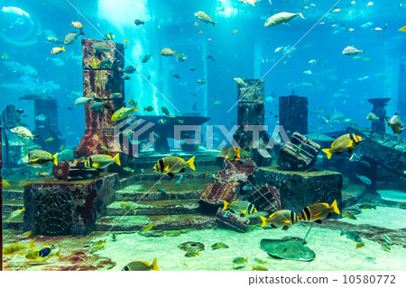 Aquarium tropical fish on a coral reef 10580772