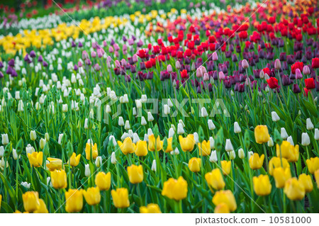 Multicolored flower tulip field in Holland Multicolored flower tulip field in Holland 10581000