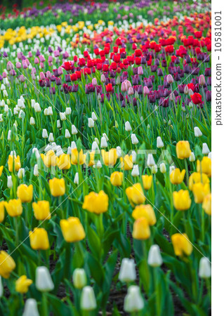 Multicolored flower tulip field in Holland Multicolored flower tulip field in Holland 10581001
