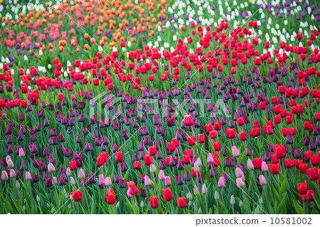 Multicolored flower tulip field in Holland Multicolored flower tulip field in Holland 10581002