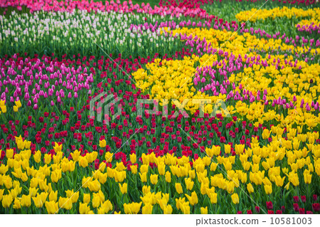 Multicolored flower tulip field in Holland Multicolored flower tulip field in Holland 10581003