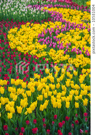 Multicolored flower tulip field in Holland Multicolored flower tulip field in Holland 10581004