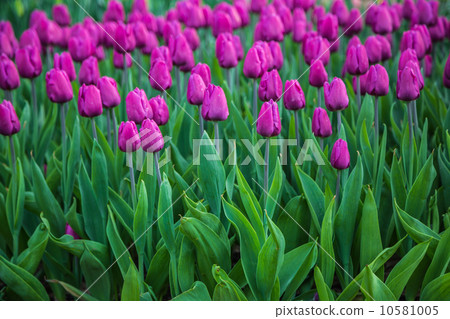 Multicolored flower tulip field in Holland Multicolored flower tulip field in Holland 10581005