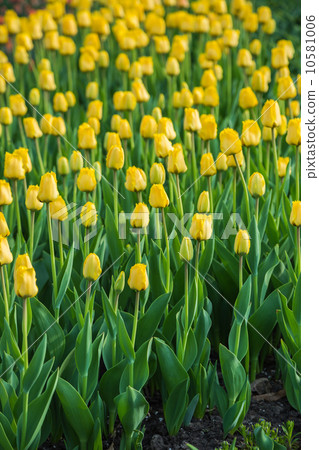 Multicolored flower tulip field in Holland Multicolored flower tulip field in Holland 10581006