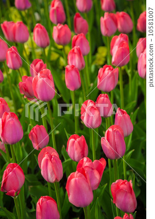 Multicolored flower tulip field in Holland Multicolored flower tulip field in Holland 10581007