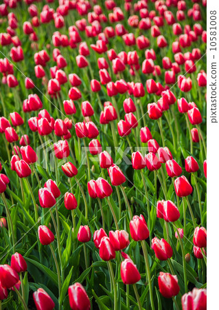Multicolored flower tulip field in Holland Multicolored flower tulip field in Holland 10581008