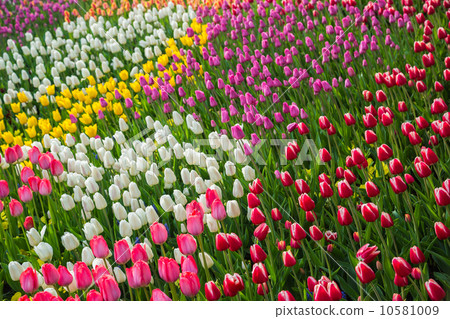 Multicolored flower tulip field in Holland Multicolored flower tulip field in Holland 10581009