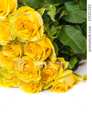 Group of fresh yellow roses 10581262