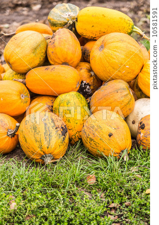 Pumpkins in pumpkin patch waiting to be sold Pumpkins in pumpkin patch waiting to be sold 10581591