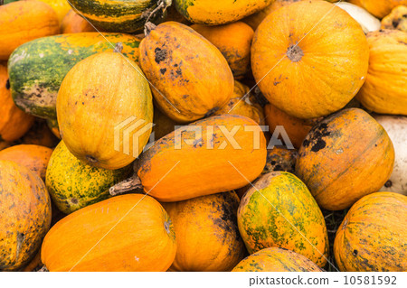 Pumpkins in pumpkin patch waiting to be sold Pumpkins in pumpkin patch waiting to be sold 10581592