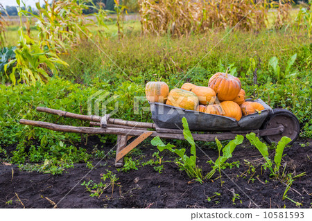 Pumpkins on a wheelbarrow. Pumpkins on a wheelbarrow. 10581593