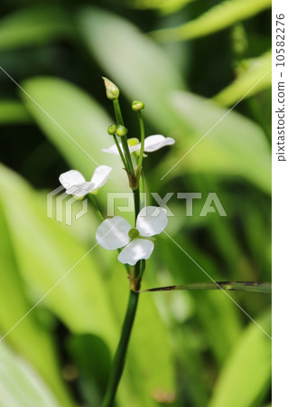 Nagabao moodaca 10582276