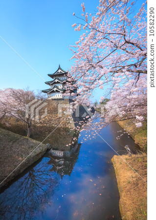 Cherry blossoms and Hirosaki castle 2014 Cherry blossoms and Hirosaki castle 2014 10582290