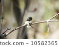 Younger birds 10582365