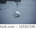 Predation of a heron 10582396