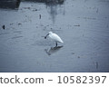 Predation of a heron 10582397