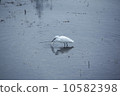 Predation of a heron 10582398