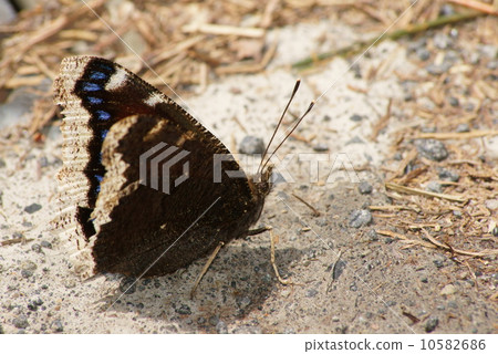 Kiberitateja Kiberitateja 10582686