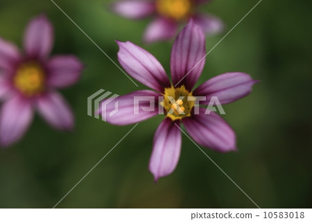 Natural plant flower flowers Natural plant flower flowers 10583018