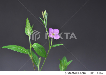 Red-and-white Yu 10583467