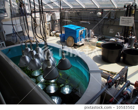 Aquarium Backyard Aquarium Backyard 10583502