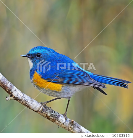 male Himalayan Bluetail 10583515