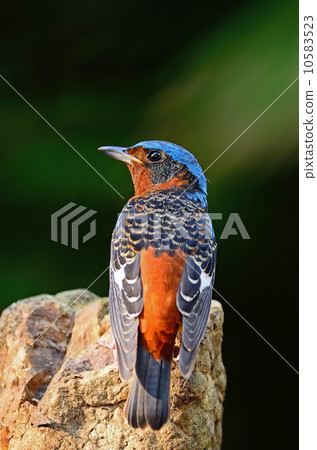 male White-throated Rock-Thrush male White-throated Rock-Thrush 10583523