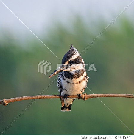 male Pied Kingfisher male Pied Kingfisher 10583525