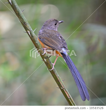 female White-rumped Shama female White-rumped Shama 10583526