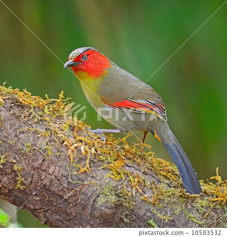 Scarlet-faced Liocichla Scarlet-faced Liocichla 10583532