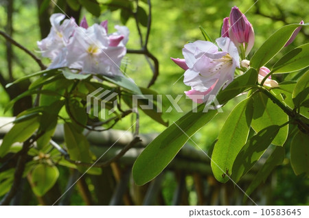 Rhododendron Rhododendron 10583645