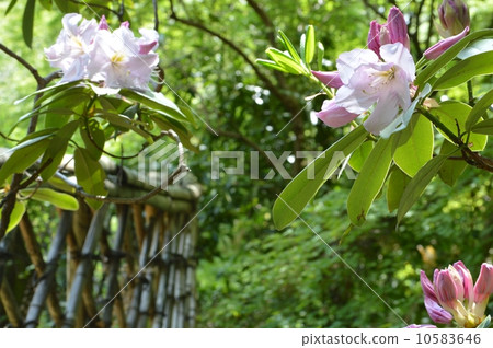 Rhododendron Rhododendron 10583646