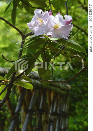 Rhododendron 10583647