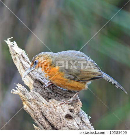 Rusty-cheeked Scimitar-babbler Rusty-cheeked Scimitar-babbler 10583699