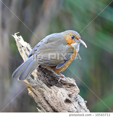 Rusty-cheeked Scimitar-babbler Rusty-cheeked Scimitar-babbler 10583711